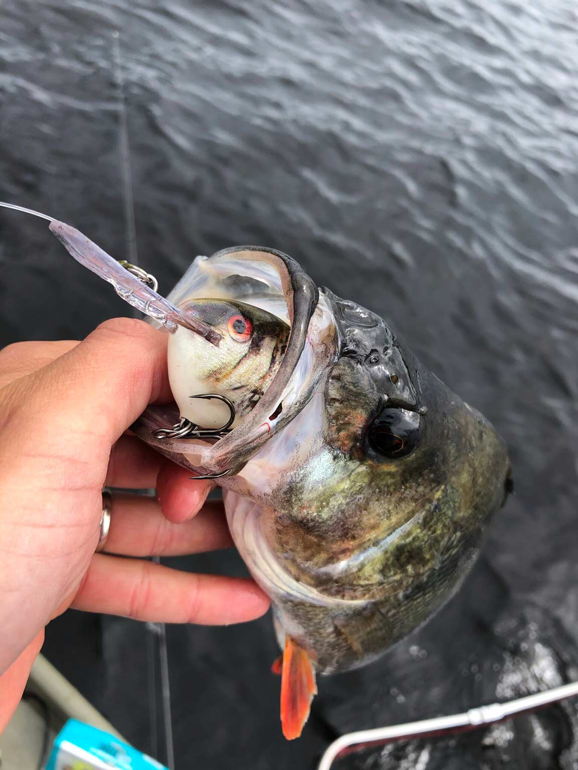 Chasing the big perch with DT10 