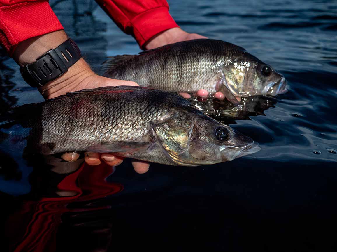 The 4 must-have lures for Perch Fishing 