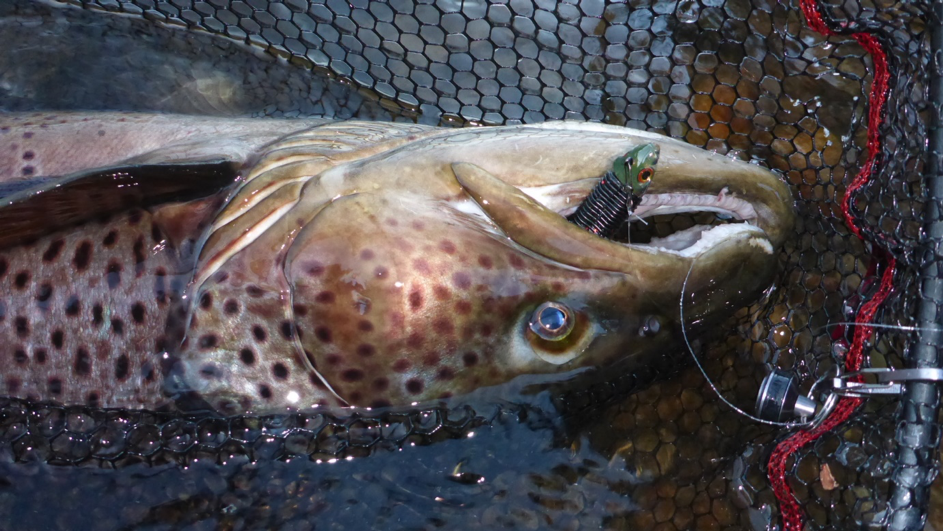 Some easy tips for success with spring trout fishing!